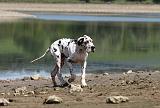 DOGUE ALLEMAND 119